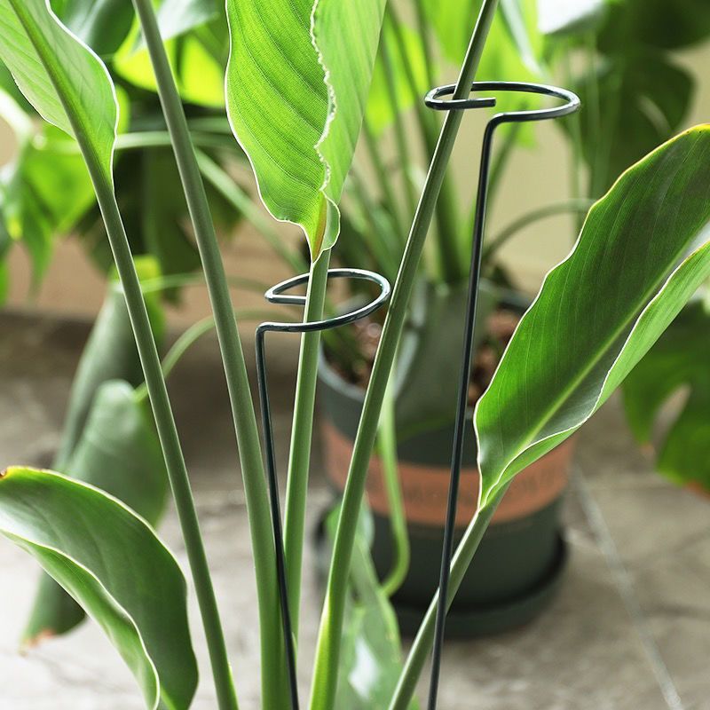 1/10pcs Garden Support Stake R - огляд і ціна Florist Supp